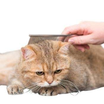 Cat Grooming