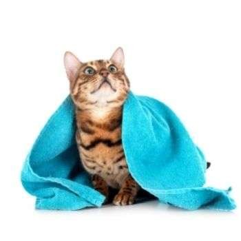 Cat Towels and Wipes