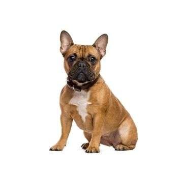Dog Collars