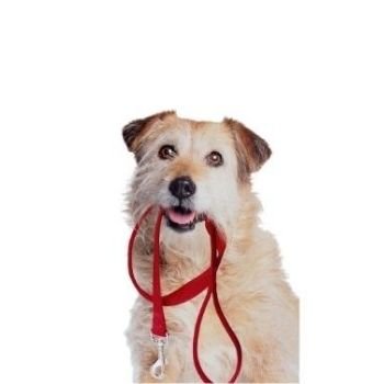 Dog Leash