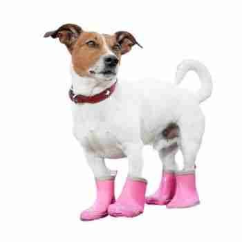Dog Shoes