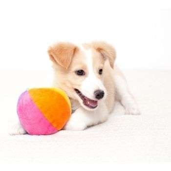 Dog Soft Toys