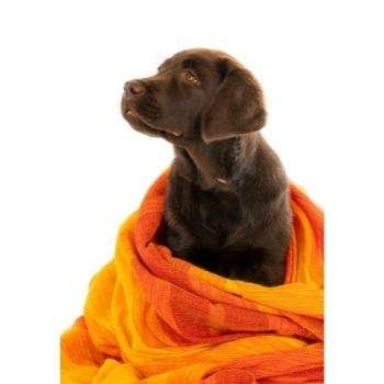 Dog Towel & Wipes