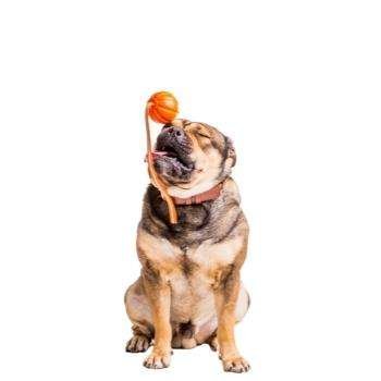 Dog Toys