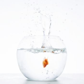 Fish Bowl Aquarium